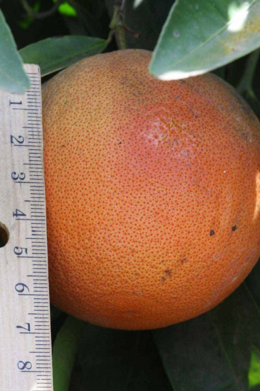            Fruit (Riverside, CA)   